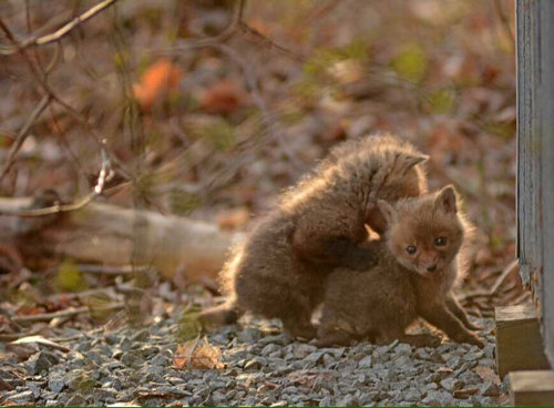 赤ちゃん子ギツネ05