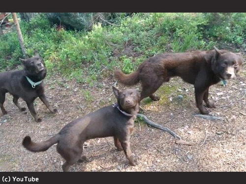 「待て」の精度が驚くほど高い犬00