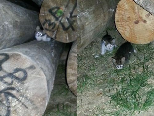 野良猫が子猫03