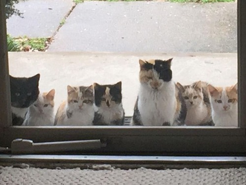 野良猫が家族を連れてきた02