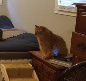 5匹の猫と2匹の犬04