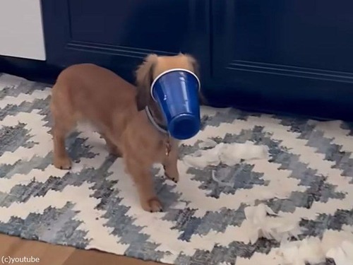 自宅のゴミを掘り返していた愛犬が…叱られて動きが止まる（動画）