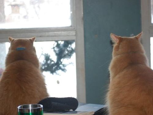 猫が鳥を見るポーズ00