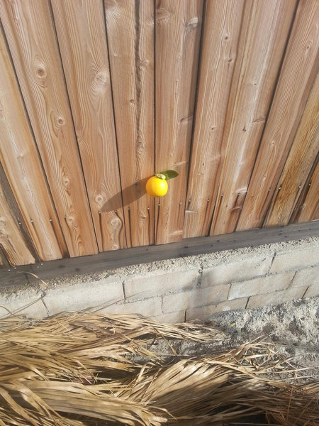 12生命力のる植物たち