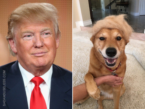 トランプ氏の髪型と完全に一致08