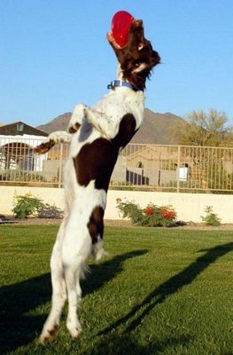 犬の身体能力凄い12
