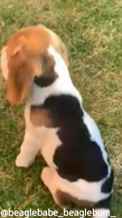 このビーグル、背中にもう1匹いる…!04