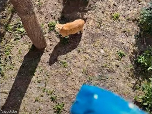 ごちそうに釣られて木登りをする猫