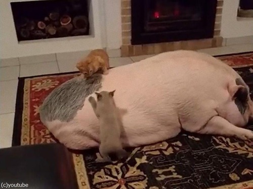 ブタの上で遊ぶ子猫たち00