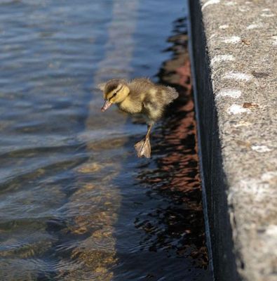 �ޥ���οƻ�12