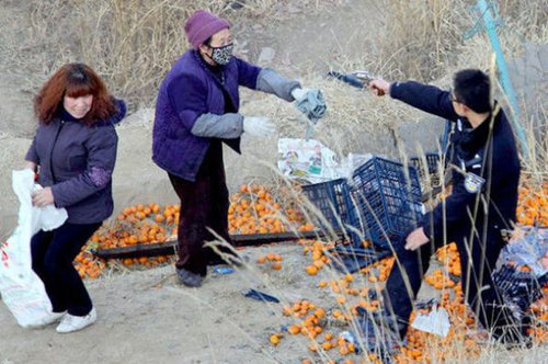 中国でみかんトラックが横転した結果03