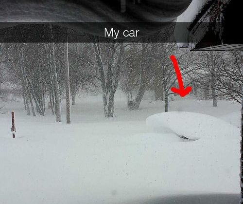 バッファローのユーモア05