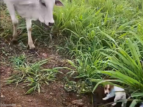 小犬が大きな牛の群れを追い立てる「誰がボスかわかってる？」（動画）