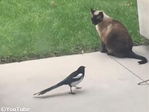 猫のしっぽが気になって仕方がないカササギ00