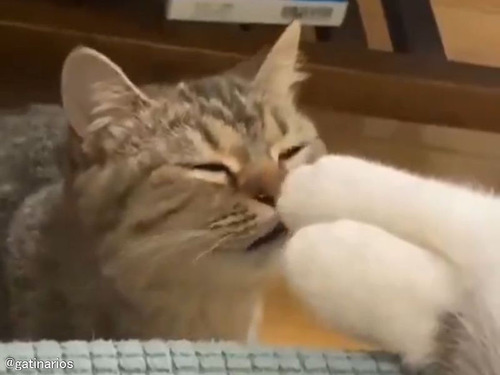 別の猫の足のニオイを嗅ぐ猫…絶妙な表情に