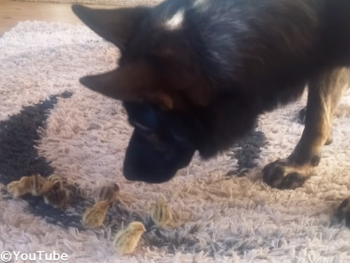 穏やかなひととき 犬とウズラの赤ちゃんたちの関係にほっこり 動画 マピオンニュース 穏やかなひととき 犬とウズラの赤ちゃんたちの関係にほっこり 動画 マピオンニュース