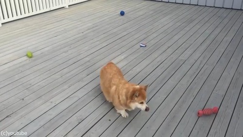 コーギー版パックマン04