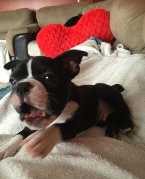 ペットたちが離してくれない07