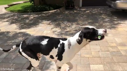 荷物運びを手伝ってくれるグレートデーン02