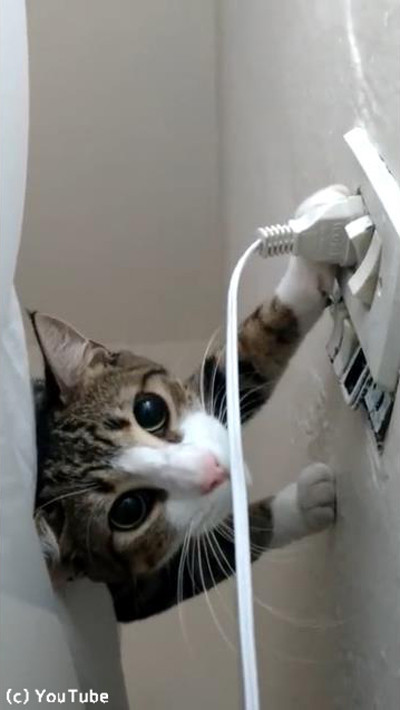 プラグを挿したい飼い主VSプラグを抜きたい猫05