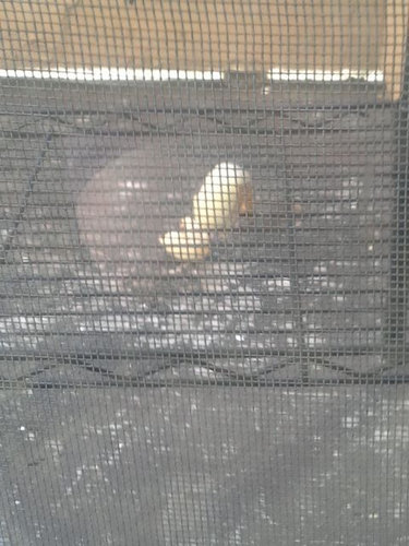 ベランダにカモが引っ越し06