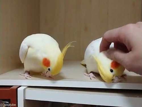 ナデてほしいオカメインコ01