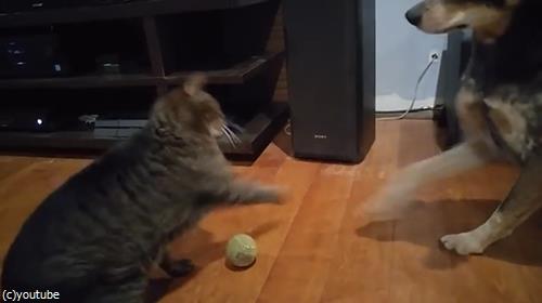 ボールで遊びたい犬と猫04