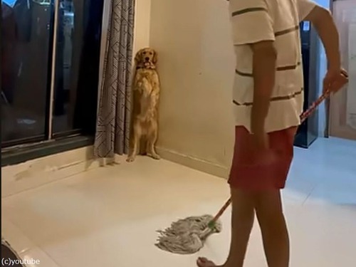 犬「モップ掛けの邪魔はしないワン」部屋の隅っこで二本足で待機（動画）