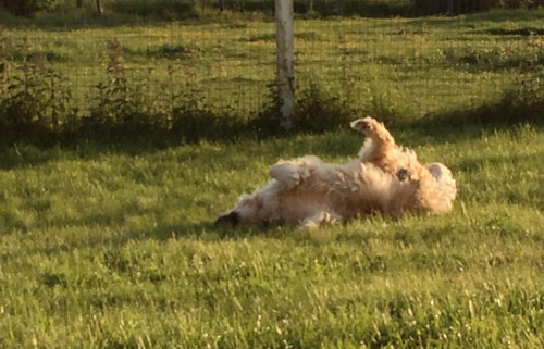 うちの犬は水に飛び込むと思った06