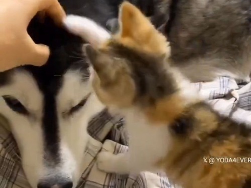 小さな子猫がハスキー犬を子供扱い…頭をナデナデ
