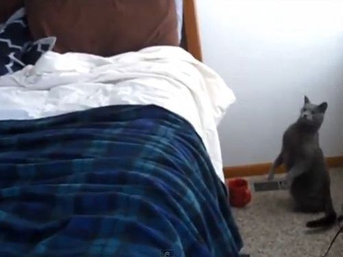 ドアベルに驚く猫01