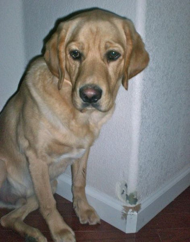 ペットのいたずら01