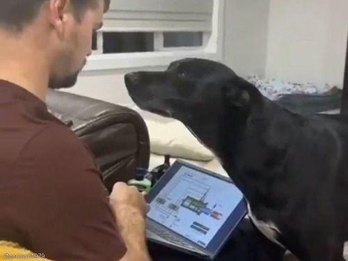 散歩好きの犬「時間なんだけど…」静かだけど効果的なアピールのしかた