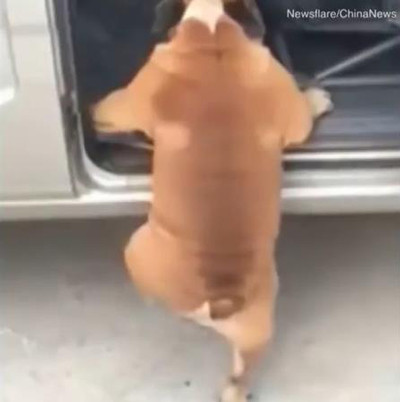 段差に「登れない…」なワンコ04