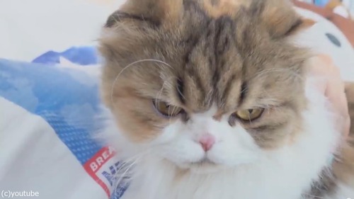 �ˤ����������ʥ�������ǭ04