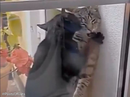 猫2匹のラブロマンス