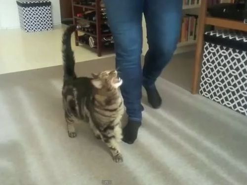 水が大好きな猫01