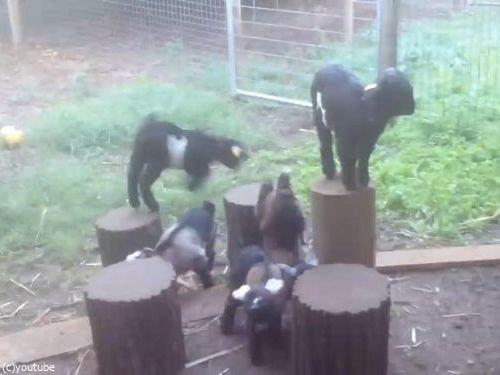 �ҥ䥮�����Υ�����ꥲ����00