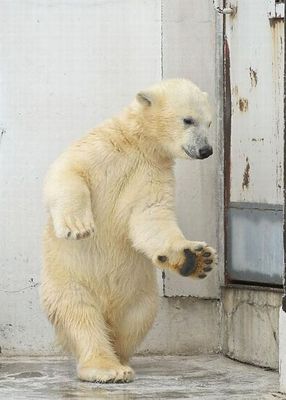 白クマのダンス02