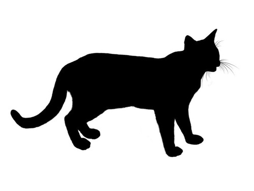 史上で最も上品かもしれない猫…ポーズから漂うオーラ