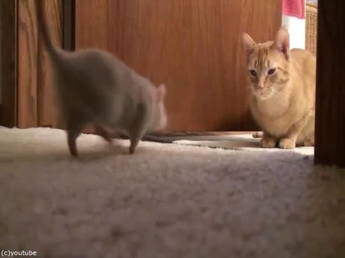 リアルトムとジェリー01