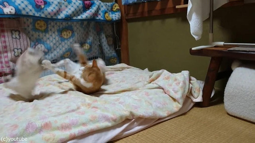 猫に挑むウサギ05