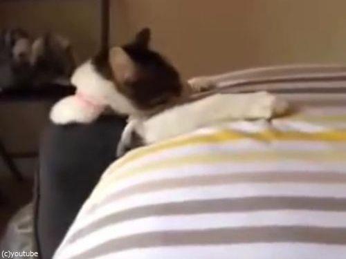 ベッドに登ろうとする猫の変なジャンプ03