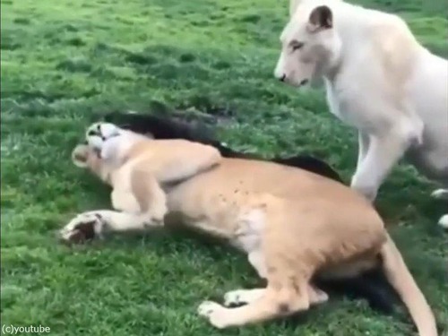 �礭�ʥͥ����Ϥ�ǭ01