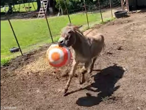 ボールに興奮するロバ