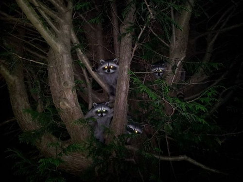 01見たな…とバレた感ある動物たち