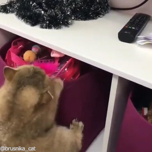 いたずら猫05