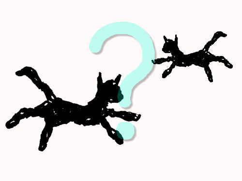 新しい猫がやってきた00