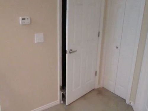 ドアを器用に開ける猫01