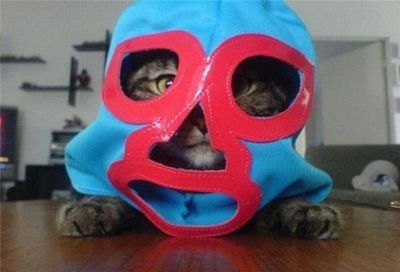 神出鬼没の猫07